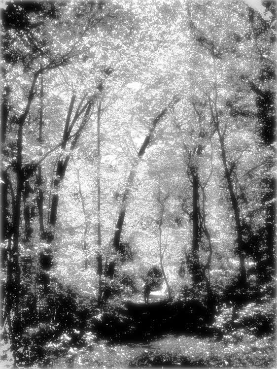 enchanted forest - by Tony Karp