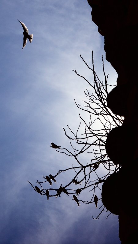 Birds of the castle - by Tony Karp