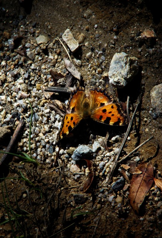 A butterfly in Spain - by Tony Karp
