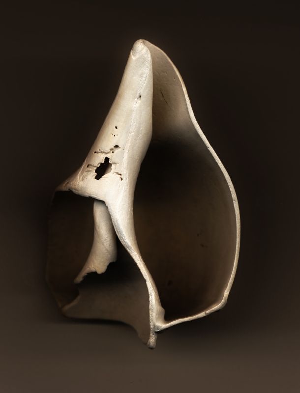 Broken shell - by Tony Karp