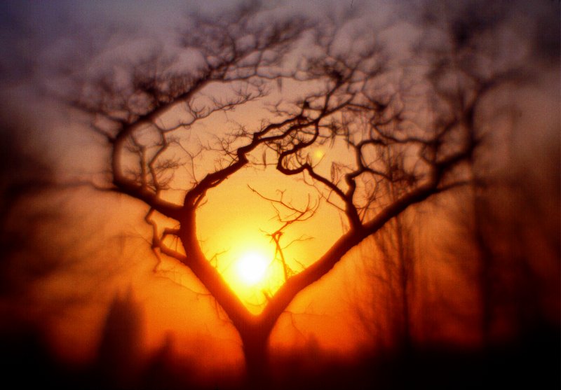 Imagination and a tree - by Tony Karp
